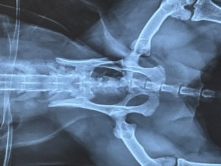 Chaco's x-ray showing broken pelvis and shattered ankles